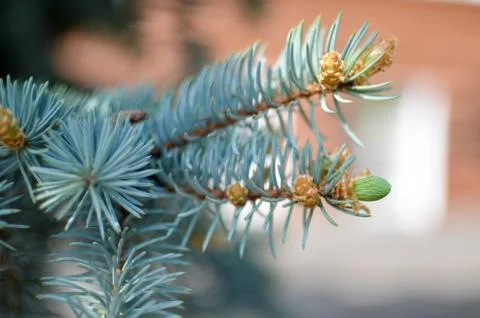Blue spruce branches on background Stock Photos