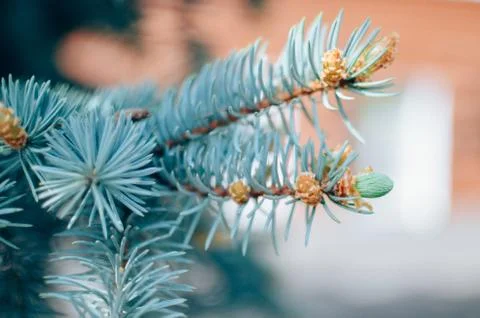 Blue spruce branches on background Stock Photos