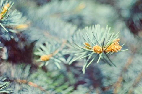 Blue spruce branches on background Stock Photos
