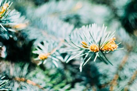 Blue spruce branches on background Stock Photos