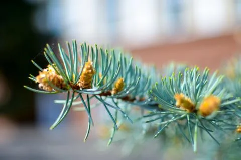 Blue spruce branches on background Stock Photos