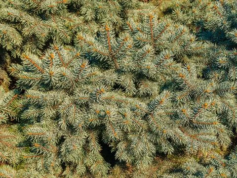 Blue spruce branches close-up. Background and texture Stock Photos