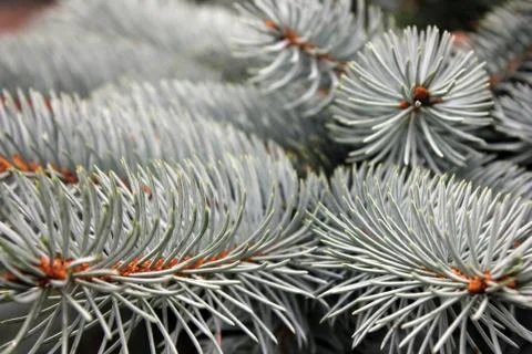 Blue spruce branches close up. Coniferous tree. Stock Photos
