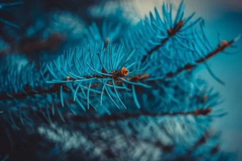 Blue spruce branches close-up Stock Illustration