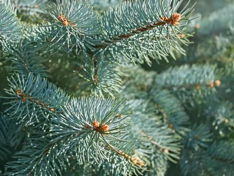 Blue spruce branches close-up Stock Photos