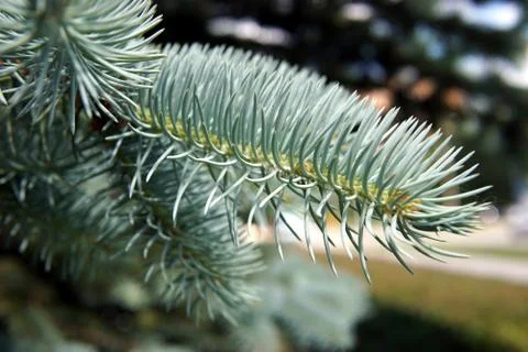 Blue spruce branches, close-up Stock Photos