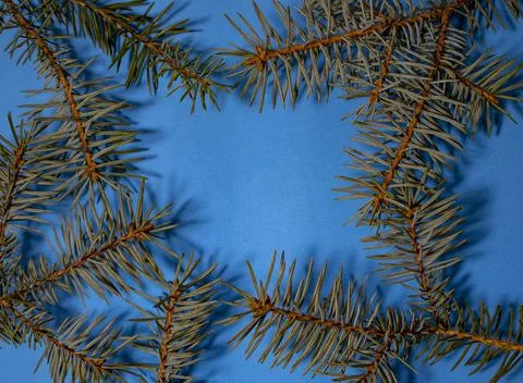 Blue Spruce Branches Closeup with Copy Space. Christmas Wallpaper Concept. .. Stock Photos