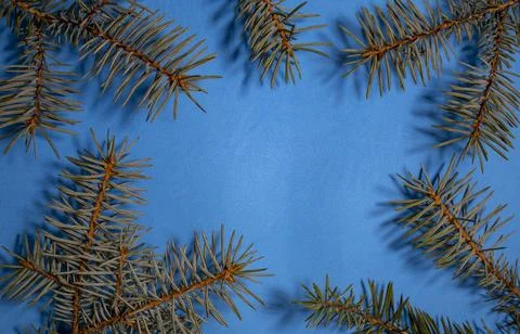 Blue Spruce Branches Closeup with Copy Space. Stock Photos