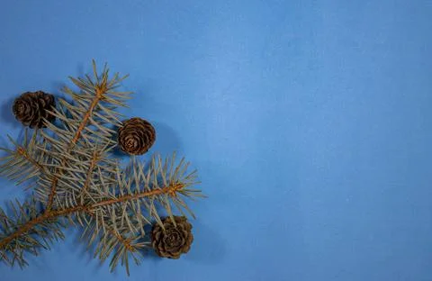 Blue Spruce Branches with Cones Closeup with Copy Space. Christmas Wallpape.. Stock Photos