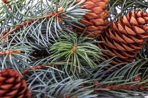 Blue spruce branches with cones Stock Photos