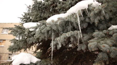 Blue spruce branches covered with snow and icicles Stock Footage 61405103