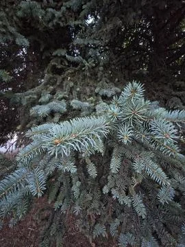 Blue spruce branches dark background Stock Photos