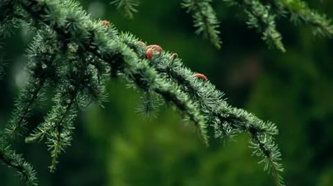 Blue spruce branches 스톡 동영상 10797314