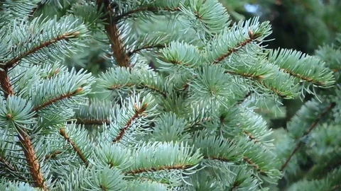 Blue spruce branches. Stock Footage 102062469