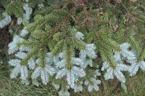Blue spruce branches with fresh silver needles overlaying green conifer tree Stock Photos