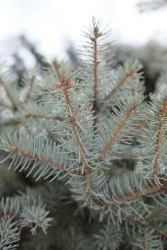 Blue spruce branches growing in a forest during a cold winter morning Stock Photos