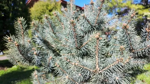 Blue Spruce Branches With New Buds Stock Footage 341610116