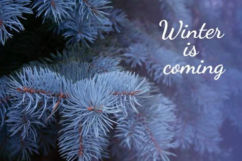 Blue spruce branches Stock Photos