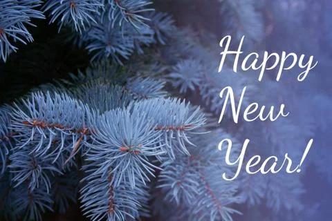 Blue spruce branches Stock Photos