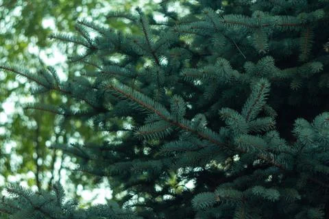Blue spruce branches Stock Photos