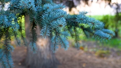  Blue spruce branches swing in the wind during the day against the green  Stock Footage 96188343