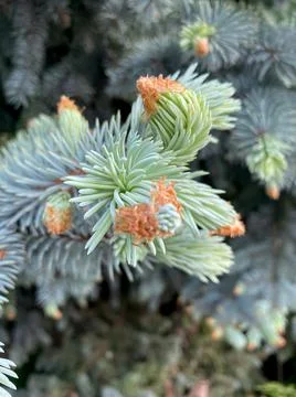 Blue spruce buds closeup view macro photography Foto stock
