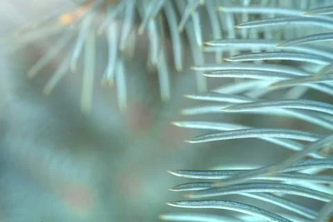 Blue spruce close up background with copy space, macro photo Stock Photos