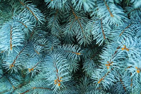 Blue spruce close up background with copy space, macro photo Stock Photos
