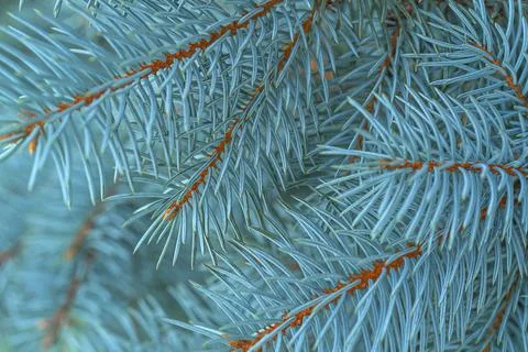 Blue spruce close up background with copy space, macro photo Stock Photos