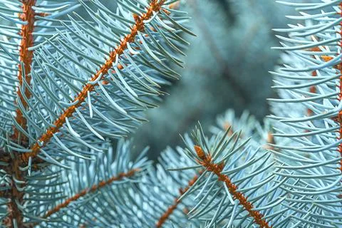Blue spruce close up background with copy space, macro photo Stock Photos