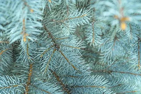Blue spruce close up background with copy space, macro photo Stock Photos