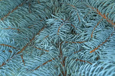 Blue spruce close up background with copy space, macro photo Stock Photos