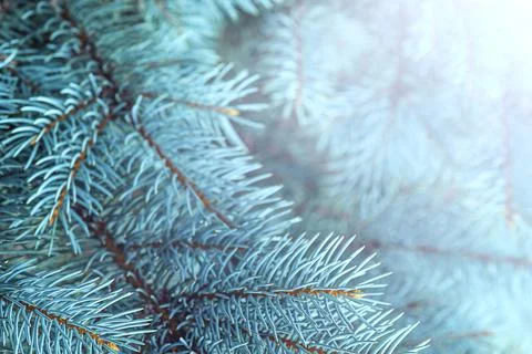 Blue spruce close up background with copy space, macro photo Stock Photos