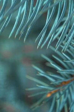 Blue spruce close up background with copy space, macro photo Stock Photos