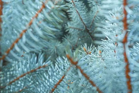 Blue spruce close up background with copy space, macro photo Stock Photos