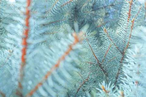 Blue spruce close up background with copy space, macro photo Stock Photos