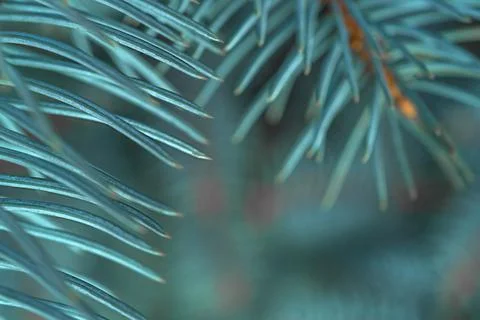 Blue spruce close up background with copy space, macro photo Stock Photos