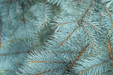 Blue spruce close up background with copy space, macro photo Stock Photos
