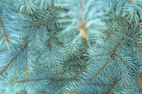 Blue spruce close up background with copy space, macro photo Stock Photos