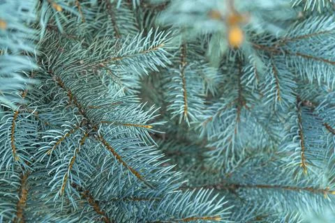 Blue spruce close up background with copy space, macro photo Stock Photos