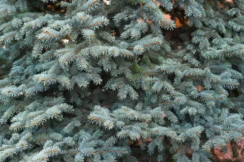 Blue spruce close up background Stock Photos