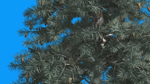 Blue Spruce Close Up Cones on Tree Green Blue Needle-Like Leaves on Blue Screen Stock Footage 58604428