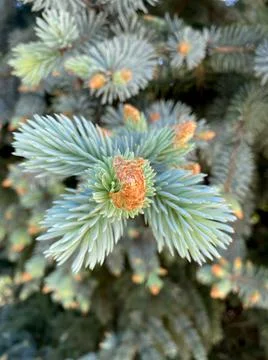 Blue spruce closeup view of it with background Foto stock