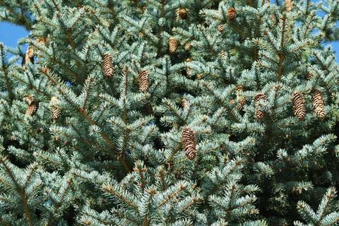 Blue spruce with cones Stock-Fotos