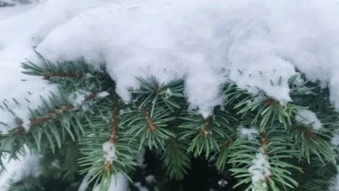 The blue spruce is covered with a thick layer of the first snow in winter Stock Footage 222932328