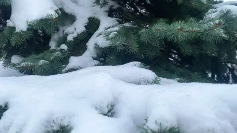 The blue spruce is covered with a thick layer of the first snow in winter Stock Footage 222933292