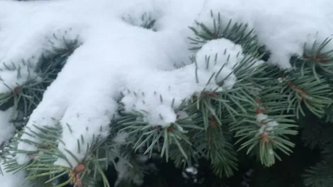 The blue spruce is covered with a thick layer of the first snow in winter Stock Footage 222933334