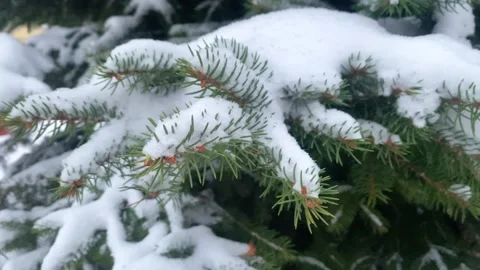 The blue spruce is covered with a thick layer of the first snow in winter Stock Footage 222933346