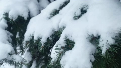 The blue spruce is covered with a thick layer of the first snow in winter Stock Footage 222934032