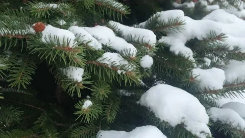The blue spruce is covered with a thick layer of the first snow in winter Stock Footage 222934211